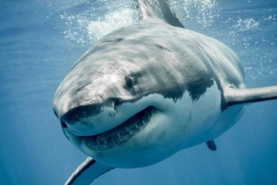 ¿Cómo lo hizo? Revelan que el tiburón blanco provocó la extinción del temible megalodón