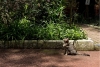 Autoridades domesticarán a perros y gatos salvajes del bosque de Chapultepec