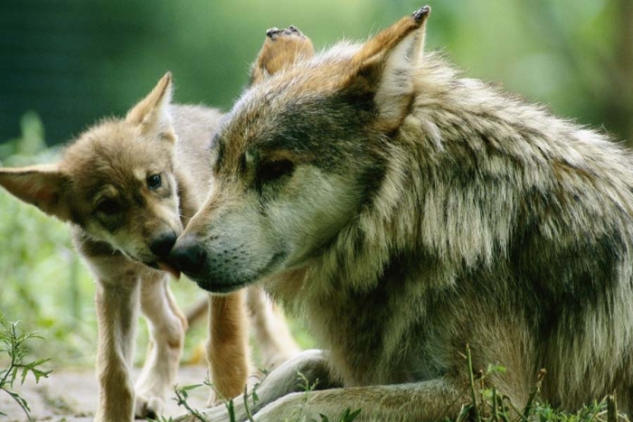 9 lobos mexicanos 'corren' de EU a la libertad en México