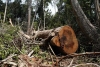 ¡A la bolsa! Brasil licitará la gestión de una reserva en la Amazonia para frenar la deforestación