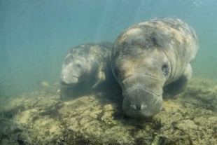 Manatíes de Florida recibirán una revisión profunda de sus hábitats por primera vez en décadas