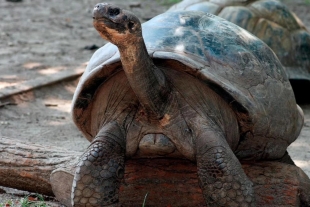 Conocidas por ser las más grandes del mundo, hoy día las tortugas gigantes de Galápagos enfrentan múltiples amenazas