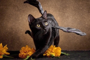 ¡Celebra con tu mascota! 3 ideas de disfraces para Halloween