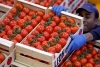 Aranceles al tomate afectarán economía mexicana