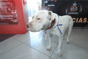 “Toyo”: perrito rescatado ahora es guardia de seguridad en agencia automotriz