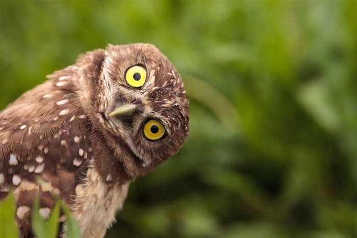 Contaminación, caza y especies invasoras: las mayores amenazas para las aves del mundo