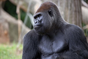 Aumentan los casos; detectan a grupo de gorilas contagiados de Covid-19 en Estados Unidos