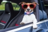 ¿Cómo viajar más seguro con mascotas en el auto?
