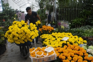 Comercializarán cempasúchil en la CDMX en apoyo a productores