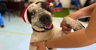 Suaves ayudantes; perritos rescatados del metro ayudarán a entregar cartas para los Reyes Magos