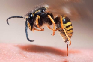 Las abejas mueren después de picar a alguien: ¿mito o realidad?