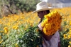 Esperan floricultores derrama económica de 100 mdp por Día de Muertos