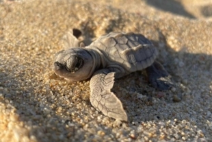Aproximadamente 38 millones de especies resultan atrapadas por anzuelos y redes debido a las malas prácticas de pesca.