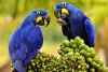 Especie extinta de guacamayo azul podría repoblar el planeta