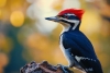 “El pájaro bélico”: En Sonora, bautizan a ave cuyo sonido fue confundido con disparos