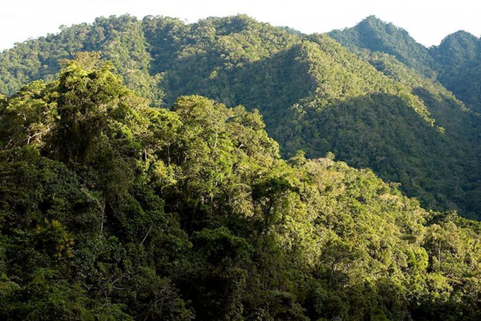 Perú incrementa el presupuesto para conservar más hectáreas de bosques