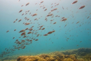 Panamá crea una reserva marina casi tan grande como su territoro