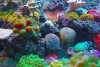 El desarrollo urbano está matando a los corales del caribe mexicano: UNAM