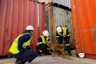 Inspectores de la Guardia Costera halló a una perrita