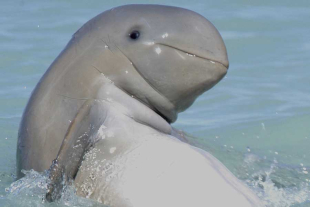Captaron a algunos delfines jorobados (Sousa sahulensis) machos usando esponjas marinas como “peluca”