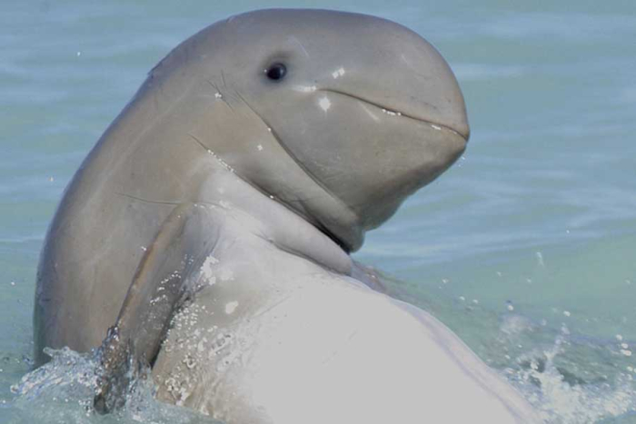Captaron a algunos delfines jorobados (Sousa sahulensis) machos usando esponjas marinas como “peluca”