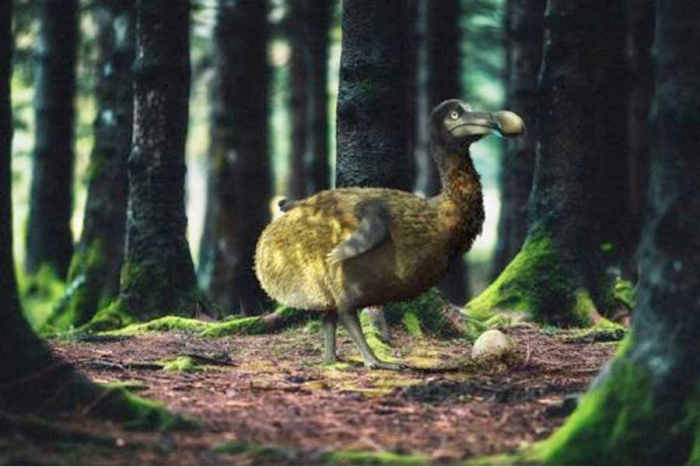 ¿Lo logrará? Empresa multimillonaria quiere revivir a la extinta ave dodo