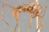 Descubren inusual hormiga con armadura biomineral en América Latina