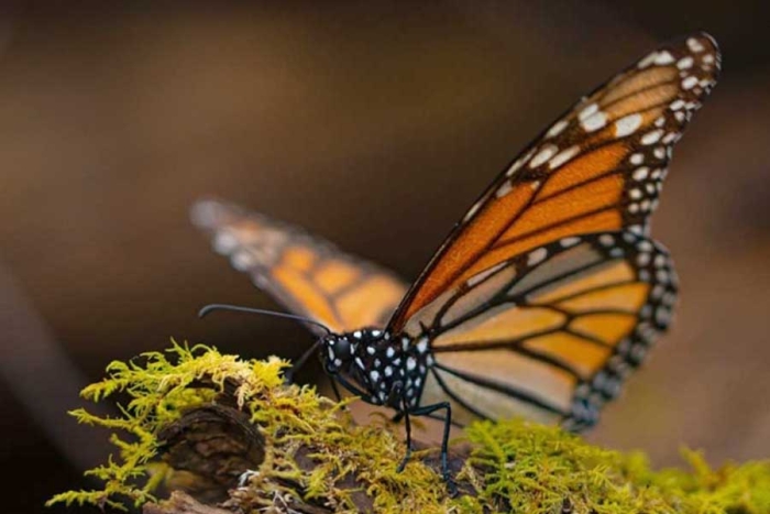 Con pocos ejemplares, inicia la temporada de avistamiento de mariposa monarca en el Edoméx