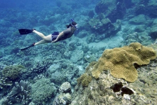 ¿Cuál es la importancia de mantener vivos los corales? Expertos responden