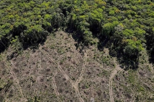 ¿Sorpresa? Datos satelitales confirman que la Amazonia está perdiendo sus bosques