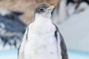 Alex, el primer pingüino que nace en acuario mexicano 