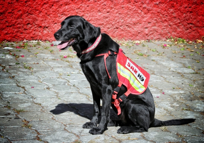 ¡Gracias por todo, “July”! Perrita de la Cruz Roja se jubila tras 7 años de carrera