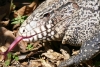 Lagarto gigante que lo devora todo, preocupa a autoridades en E.U.