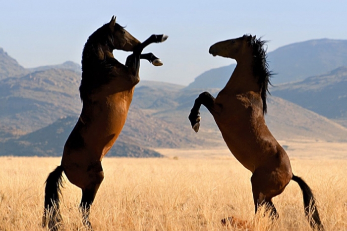 Australia revela polémico plan para sacrificar miles de caballos y salvar a sus especies nativas