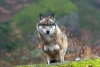 ¿Podrían estar extendiendo sus mutaciones los lobos de Chernóbil?