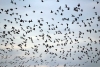 Durante siglos se creyó que las aves migraban a la luna, pero una flecha reveló la verdad