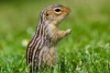 Ardilla de tierra, la especie capaz de pasar hasta 8 meses sin beber agua