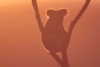 Australia toma polémica decisión y sacrifica a 750 koalas tras incendio