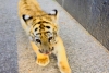 Profepa asegura cachorro de tigre de Bengala en el Estado de México