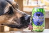 ¿Cerveza para perros? ¡Existe y ya puedes pedirla para tu mascota!