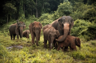 ¡Salud! Manada de elefantes termina alcoholizada por accidente en la India