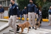 Sedena dona a la AGA 50 perros entrenados para detectar mercancías y sustancias ilegales