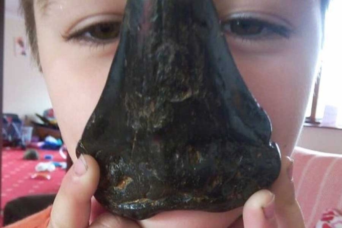 Niño de seis años encuentra diente de megalodón en la playa