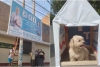 ¡No pierden el tiempo! En Hermosillo, jóvenes arman casitas para perros callejeros usando propaganda política