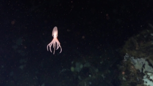 Nueva especie de pulpo que vive en las profundidades descubierta