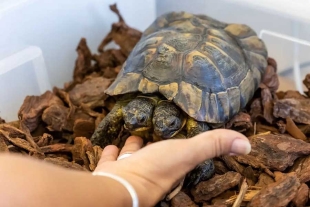La tortuga de dos cabezas más longeva encuentra un nuevo hogar en Ginebra