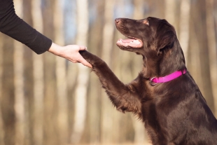 Sí, las mascotas muestran afecto y pueden darle más sentido a la vida, pero eso no quita que también representan un gasto importante