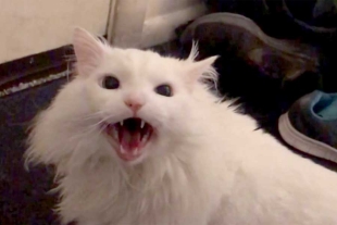 ¡Internet está de luto! Muere “Thurston Waffles”, el gatito que se hizo meme por sus maullidos