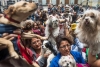 Analizan en Perú ley de licencia laboral por muerte de mascotas