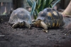 Tortugas, claves en prometer modelo para estudiar la longevidad y prevenir el cáncer